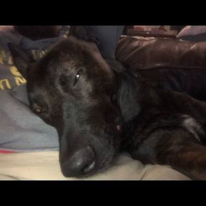 Meet your Posher, Abby